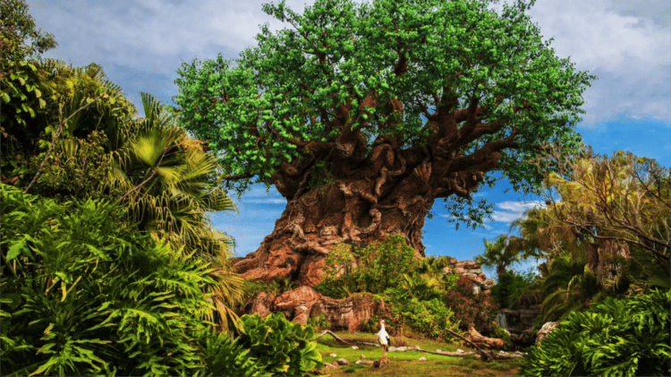 Disney Animal Kingdom